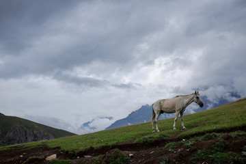 Koń na łące w Gruzińskich górach