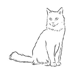 domestic cat, realistic vector sketch illustration, the sign of the cat