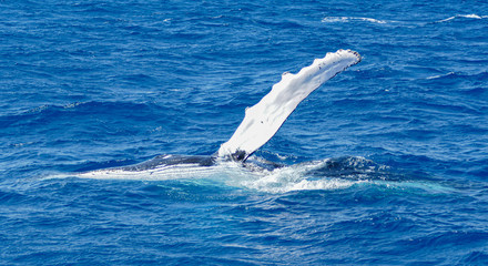 Fototapeta na wymiar humpback whale