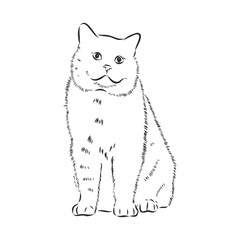 domestic cat, realistic vector sketch illustration, the sign of the cat