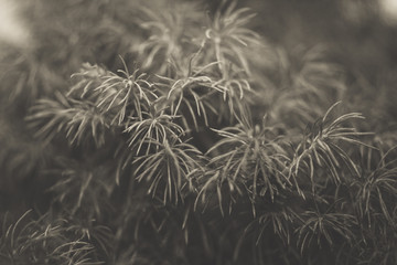 close-up of a fir tree with blurred effect