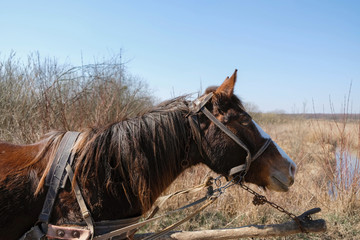 Part of a harnessed horse on a natural background in a village in Ukraine. Old homemade harness.