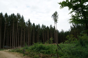 trees in the forest
