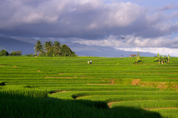 Fototapeta na wymiar green views of rice fields and farmers during the daytime in Indonesia