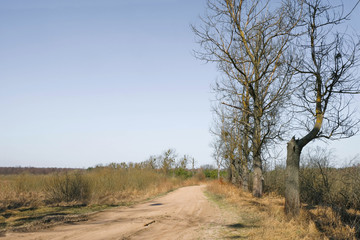 A deserted dirt sandy path with old trees. Ukrainian nature. Copy space.