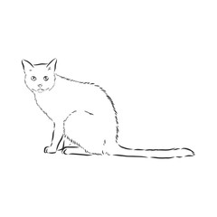 domestic cat, realistic vector sketch illustration, the sign of the cat