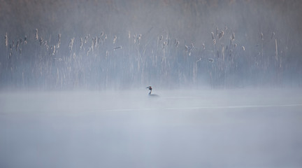Great Crested Grebe Podiceps cristatus, with beautiful frost coloured water surface.