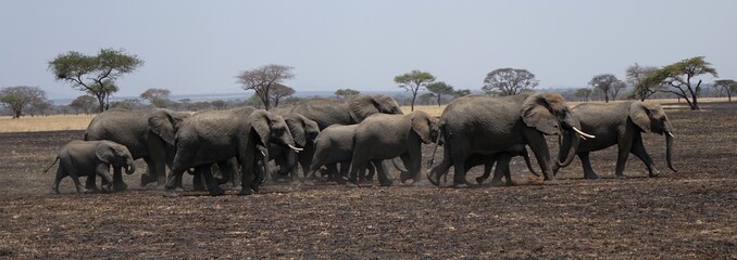 ELEFANTI IN FILA TANZANIA - ELEPHANTS IN A TANZANIA ROW
