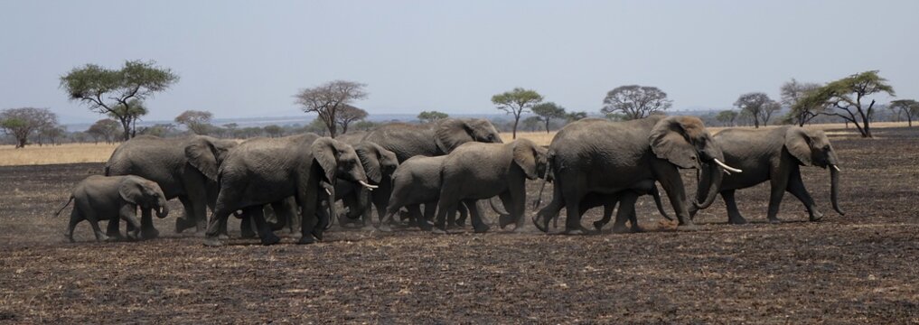ELEFANTI IN FILA TANZANIA - ELEPHANTS IN A TANZANIA ROW