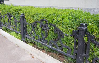A low wrought iron fence design in front of a neatly cut boxwood hedge, neatly pruned bush wall.