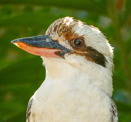 kookaburra