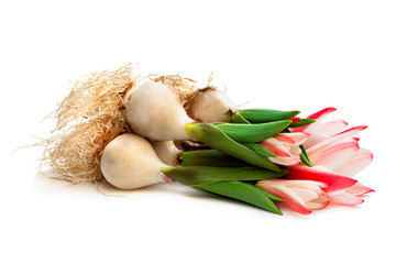 Group of pink dwarf tulips with flower and roots isolated on white