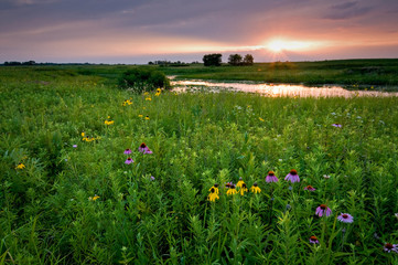 Clearing storm clouds at sunset over a prairie landscape of blooming native wildflowers.