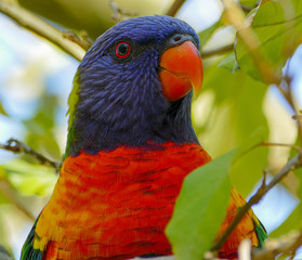 rainbow lorikeet parrot
