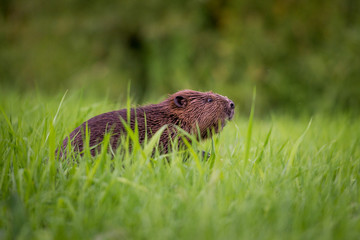 Biber beim Grasen; Beaver; 
