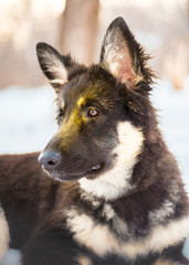 East European Shepherd Dog in the Forest at Dawn