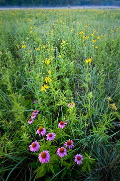 Native wildflowers puple coneflower and grey-headed conflower blooming in the summer prairie.