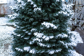 Big green spruce with lying snow on the branches