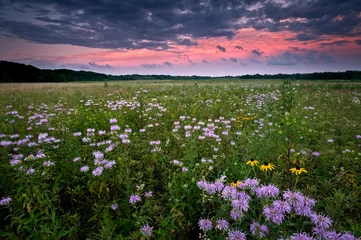 Foto op Plexiglas Clearing storm clouds at sunset over a prairie landscape of blooming native wildflowers. © Mark Baldwin