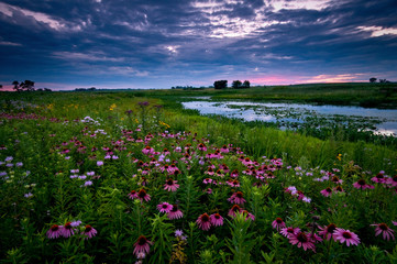 Clearing storm clouds at sunset over a prairie landscape of blooming native wildflowers.