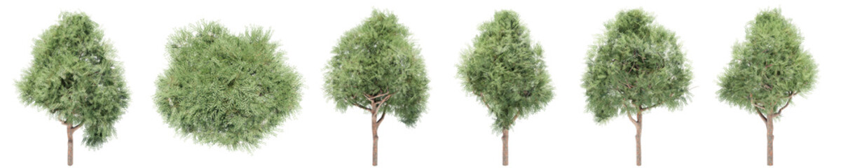 Set or collection of green angophora costata trees isolated on white background. Concept or conceptual 3d illustration for nature, ecology and conservation, strength and endurance, force and life