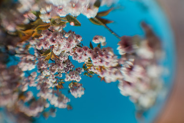 Lovely, slightly distorted view of cherry blossoms during springtime. Shallow depth of field. 