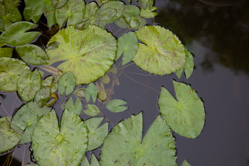 Top view shot of a group of lotus leaves in a pond that has still water, looking and calming the mind. The lotus leaf is often used in Buddhist rituals.