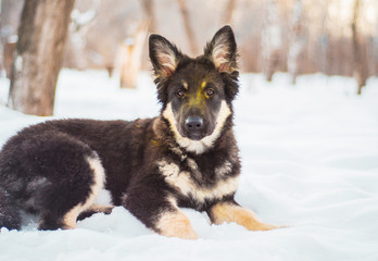 East European Shepherd Dog in the Forest at Dawn