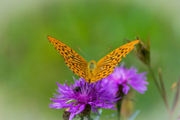 
orange butterfly sits on a bright flower