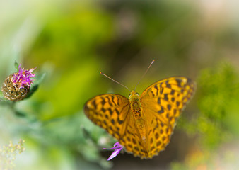 orange butterfly sits on green grass