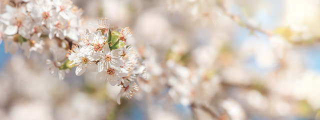 Spring background, panorama, banner - flowers of apple tree on the background of a blooming garden, closeup with space for text