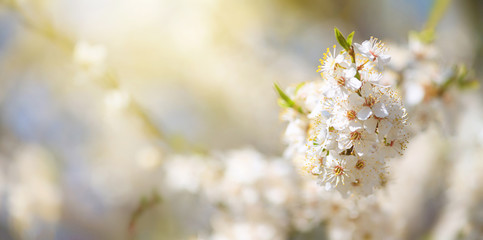 Spring background, panorama, banner - flowers of apple tree on the background of a blooming garden, closeup with space for text