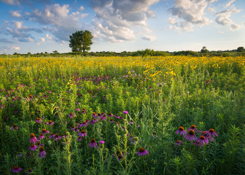 Prairie wildflowers glow in the light of a setting sun.