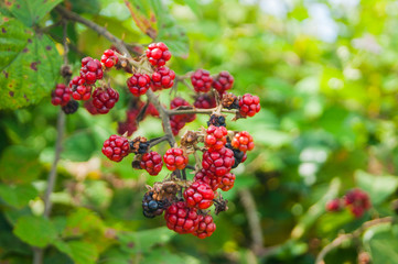 Red underripe blackberries on the bush. The berries are on a branch.