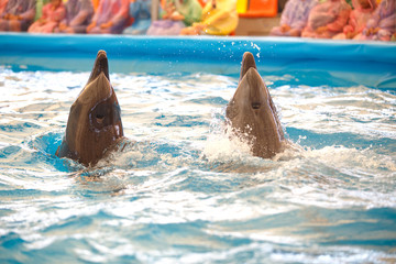 Obraz premium Two dolphins swimming show on pool to people