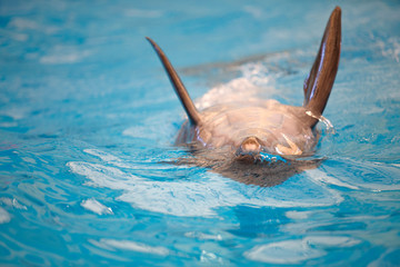 Obraz premium one dolphin swimming show on pool to people