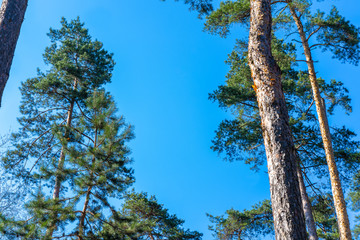 Trunks of tall trees against the sky