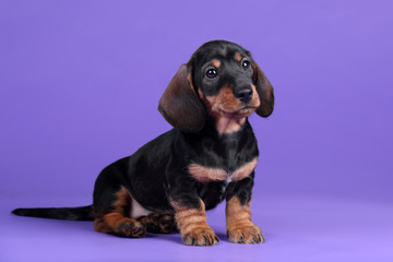 Little dachshund puppy sitting on a lilac background