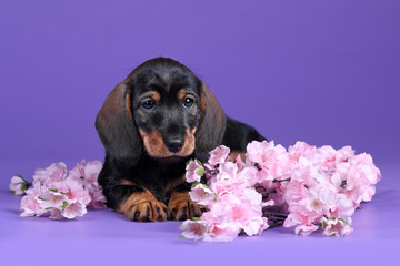 Little dachshund puppy with pink flowers on a lilac background