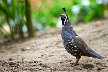 California quail closeup ( Callipepla californica )
