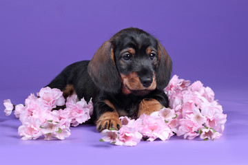 Little dachshund puppy with pink flowers on a lilac background
