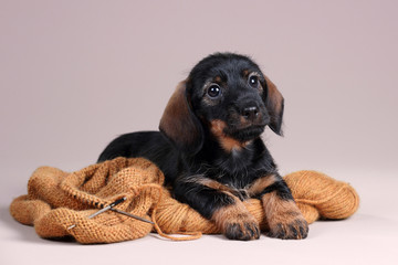 Cute little puppy with yarn and knitting needles