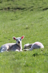 little lamb on the grass