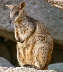 Naklejka na ściany i meble Rock wallaby, Magnetic Island, Australia