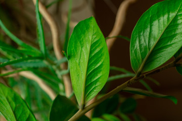 green leaf close up in the background trunks natural background of a home plant