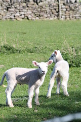 Fototapeta premium two little lambs
