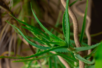 medicinal  home plant aloe Vera large Bush daylight