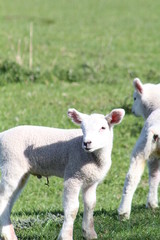 spring lambs