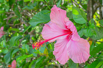 pink hibiscus flower