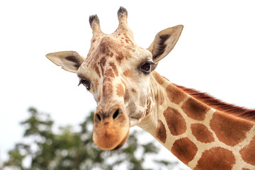 face of giraffe in portrait style